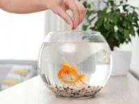 غذای ماهی قرمز