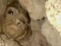 معدضما یا مرد آزما