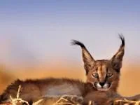 کاراکال گربه