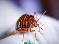 ساس تختخوابی