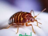 ساس تختخوابی