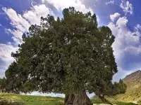 درخت ارس مراد