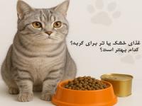 غذای گربه