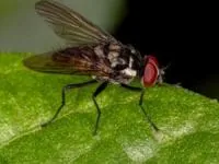 مگس روی غذا