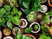 گیاهان آپارتمانی آرامبخش
