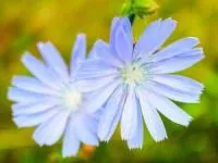خواص ریشه کاسنی