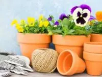 گیاه مناسب گلدان کم عمق