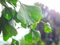 خواص جینکوبیلوبا
