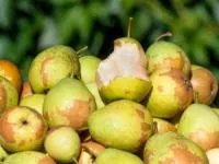 گلابی وحشی