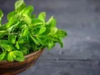 نعناع لاغری