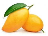 خواص برگ انبه