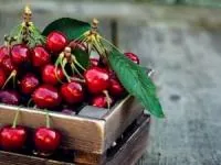 نگهداری گیلاس