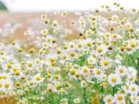بابونه
