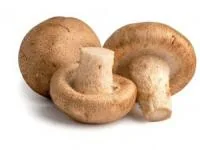 قارچ خوراکی