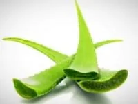 آلوئه ورا برای لاغری