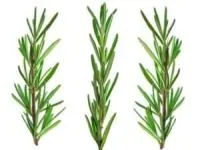 گیاه رزماری