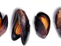 خواص صدف خوراکی