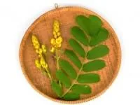 برگ سنا لاغری