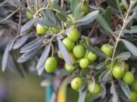 برگ زیتون