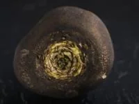 ترب سیاه