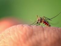 پیشگیری بیماری مالاریا