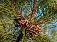 روغن چوب سدر