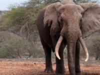 حقایقی در مورد فیل ها