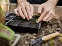 کاشت سبزی خوردن 