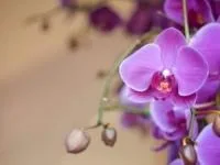 زیباترین فرد