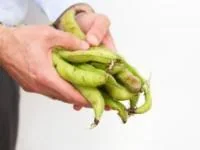 خواص باقلا