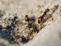 زندگی مورچه ها