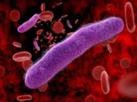 بیماری هاری