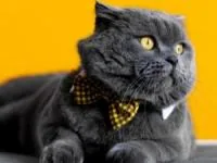 حرف زدن با حیوانات