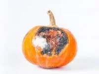 غذای کپک زده 