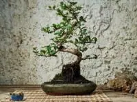 خرید بونسای