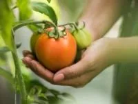بذر گیری گوجه فرنگی