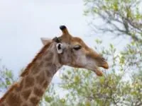 حقایق درباره زرافه