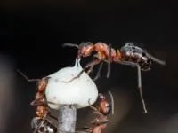 بخیه زدن زخم با مورچه