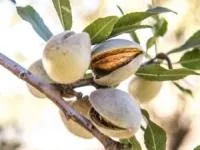 خشک کردن بادام