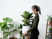 گیاهان در دکوراسیون