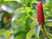 نسخه گیاهی برای باردار شدن