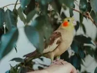 درمان اسهال عروس هلندی