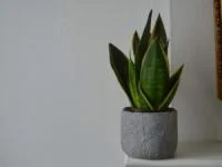 نگهداری از گیاه سانسوریا