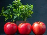 سبزه سیب برای عید