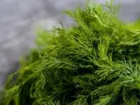 شوید خشک خانگی