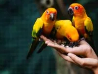 اسم برای پرنده