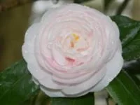 رز ژولیت