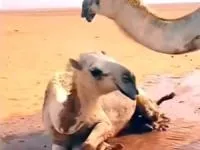 رقص شتر با دیدن آب