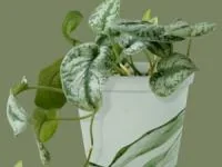 گل پتوس