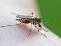 پشه دنگی